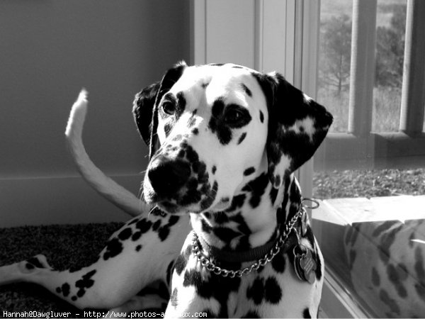 Photo de Dalmatien