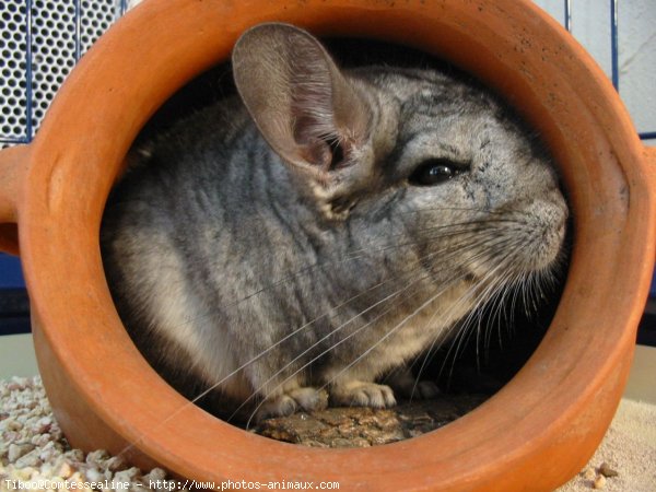 Photo de Chinchilla