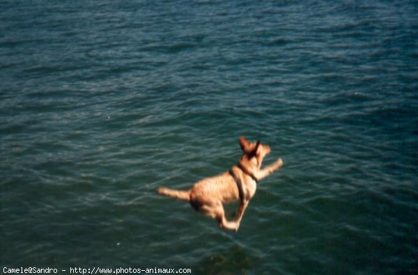 Photo de Labrador retriever