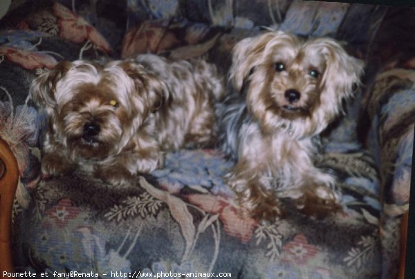 Photo de Yorkshire terrier