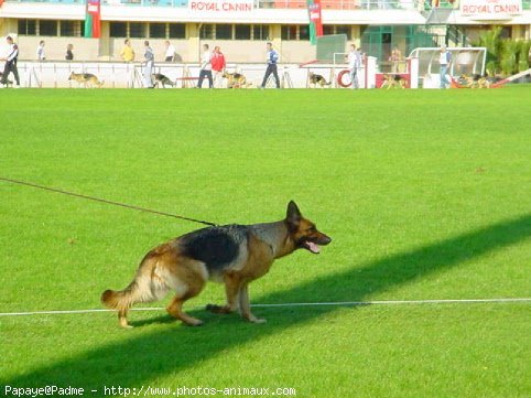 Photo de Berger allemand  poil court