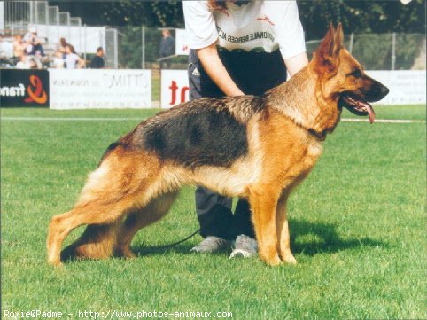 Photo de Berger allemand  poil court