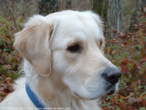 Photo de Golden retriever