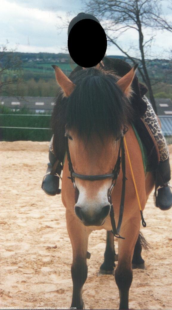 Photo de Haflinger