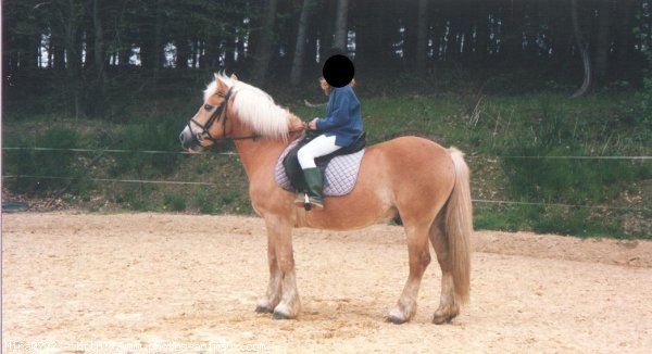 Photo de Haflinger