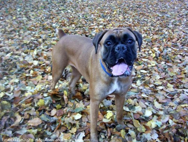 Photo de Boxer