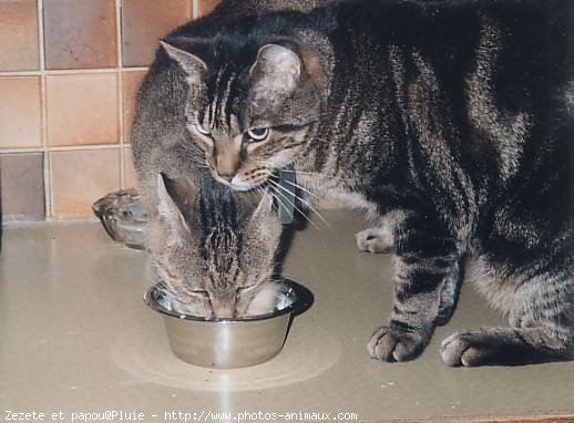 Photo de Chat domestique