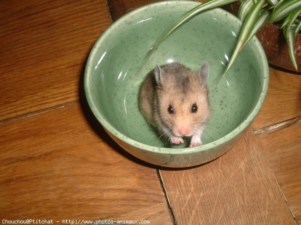 Photo de Hamster