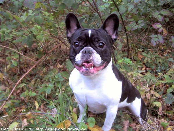 Photo de Bouledogue franais