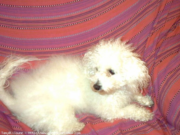 Photo de Bichon  poil fris