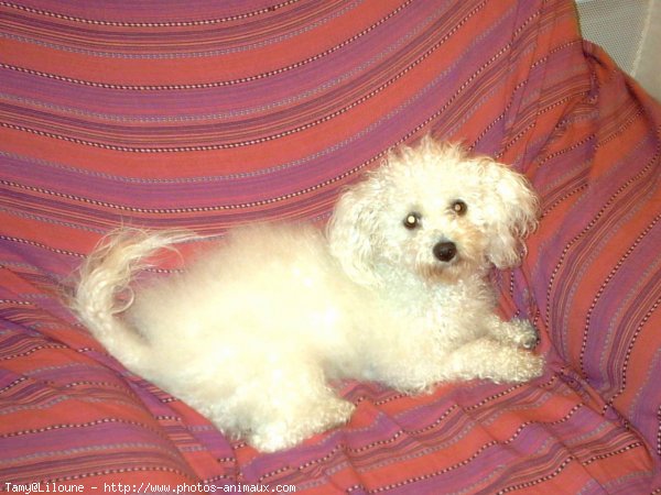 Photo de Bichon  poil fris