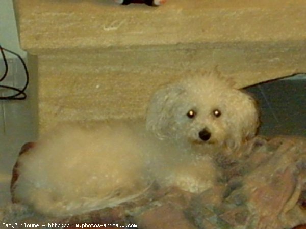 Photo de Bichon  poil fris