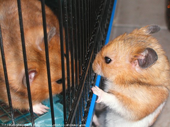 Photo de Hamster