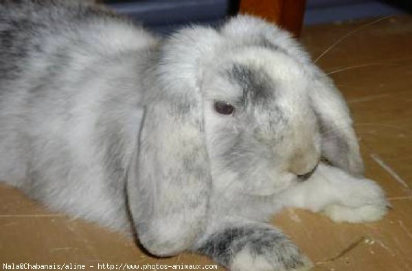 Photo de Lapin