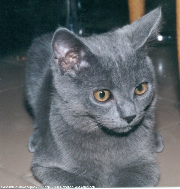 Photo de Chartreux