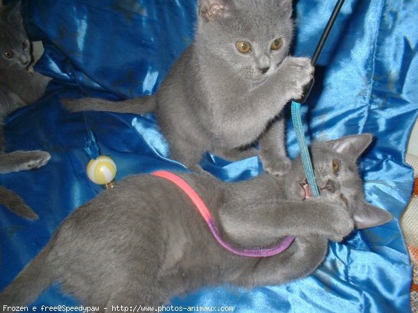 Photo de Chartreux