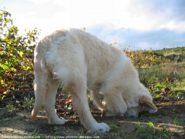 Photo de Golden retriever