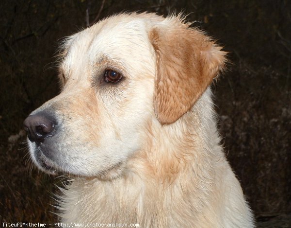 Photo de Golden retriever