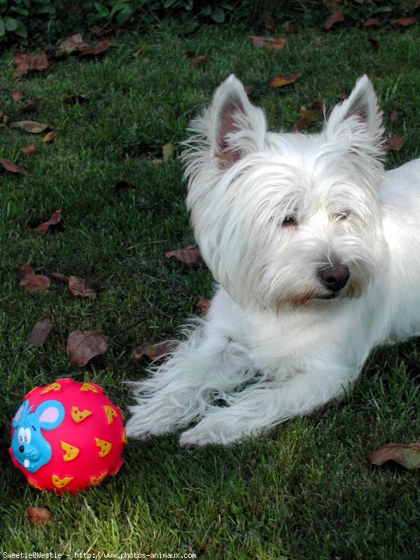 Photo de West highland white terrier