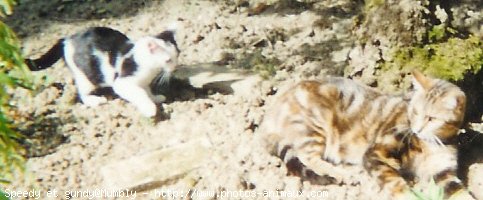 Photo de Chat domestique