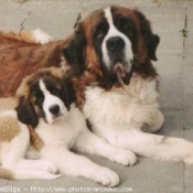 Photo de Saint-bernard poil long