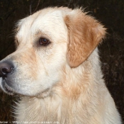 Photo de Golden retriever