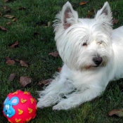 Photo de West highland white terrier