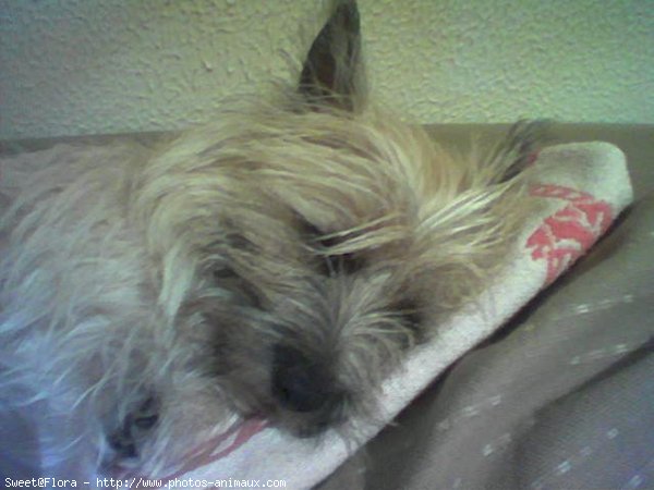 Photo de Cairn terrier