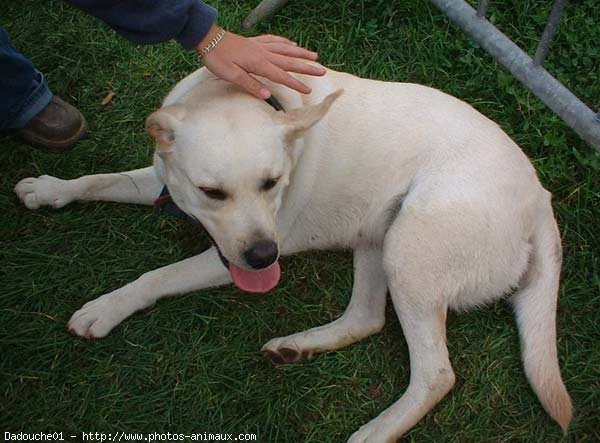 Photo de Labrador retriever