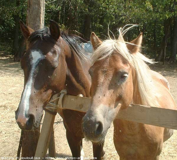 Photo de Races diffrentes