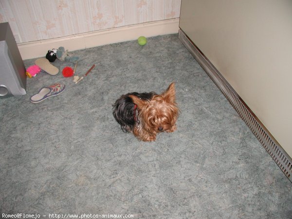 Photo de Yorkshire terrier