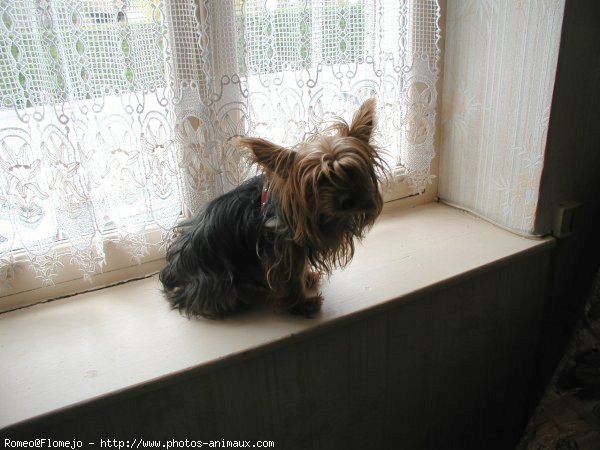 Photo de Yorkshire terrier