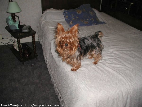 Photo de Yorkshire terrier