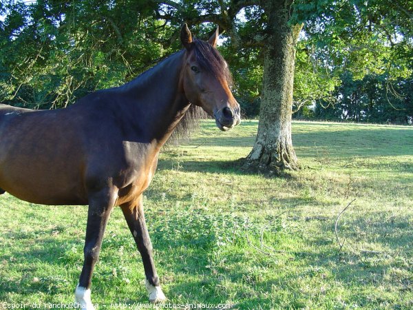 Photo de Poney franais de selle