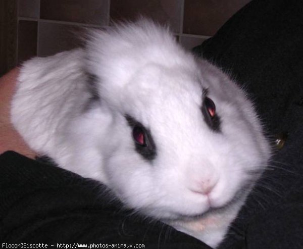 Photo de Lapin