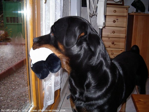 Photo de Rottweiler