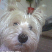 Photo de West highland white terrier