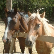 Photo de Races diffrentes