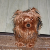 Photo de Yorkshire terrier