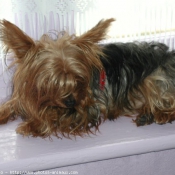 Photo de Yorkshire terrier