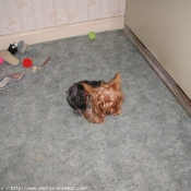 Photo de Yorkshire terrier