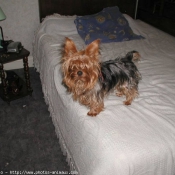 Photo de Yorkshire terrier