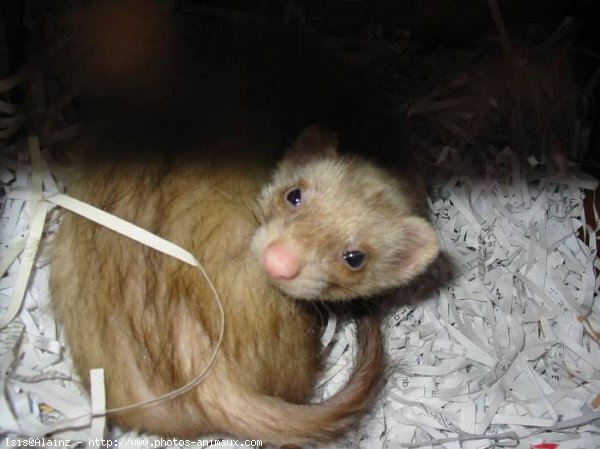 Photo de Furet