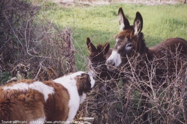 Photo de Saint-bernard poil long