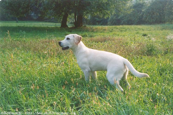 Photo de Labrador retriever