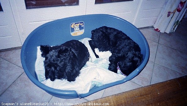 Photo de Schnauzer gant