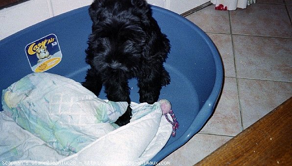 Photo de Schnauzer gant