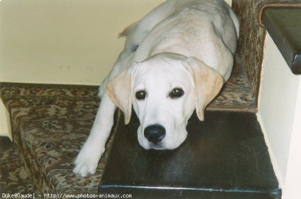 Photo de Labrador retriever