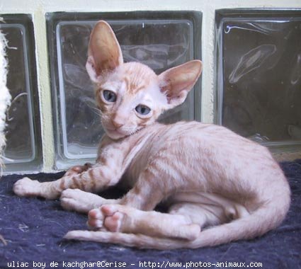 Photo de Cornish rex