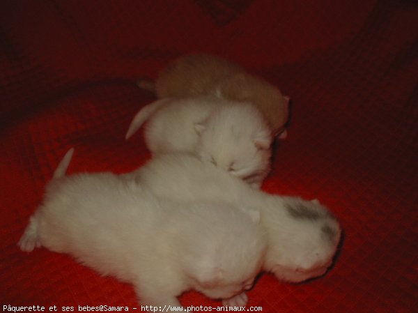 Photo de British shorthair